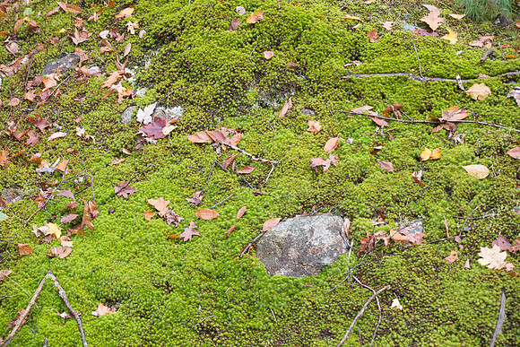 20141008 Wed 3 NH Conway 8T5A5112