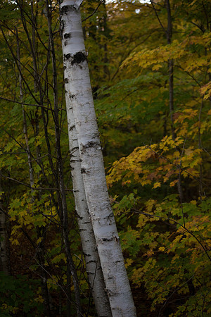 20141008 Wed 3 NH Conway 8T5A5132