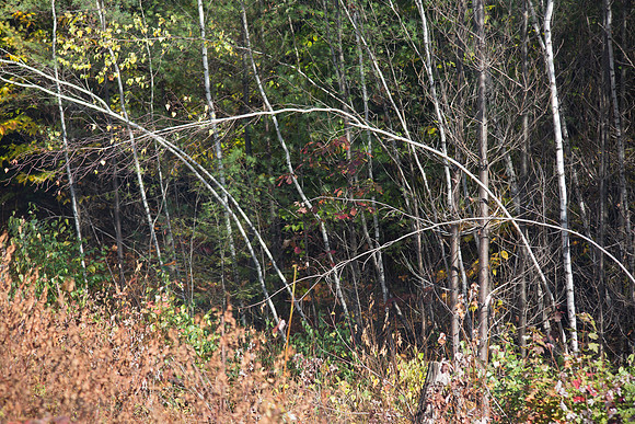 20141008 Wed 3 NH Conway 8T5A4881