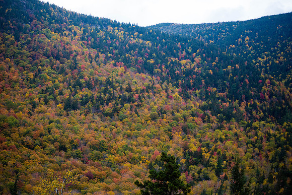 20141008 Wed 3 NH Conway 8T5A5225