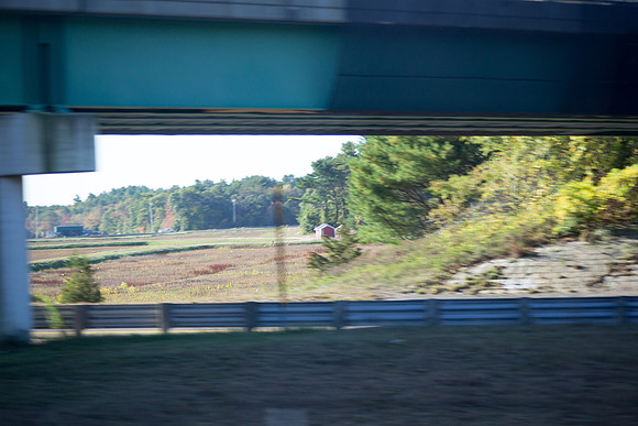 20141006 Mon 4 MA Cranberry Bog 8T5A4212