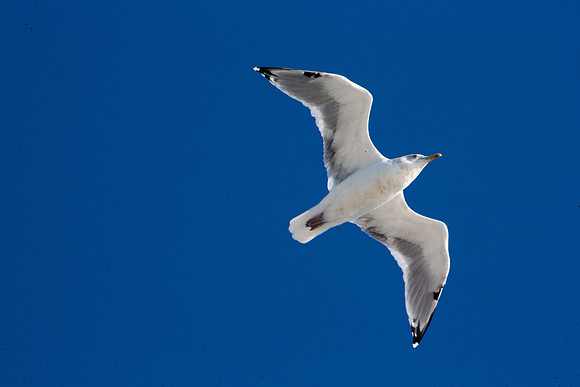 20141005 Sun 1 MA Martha's Vineyard 8T5A4077