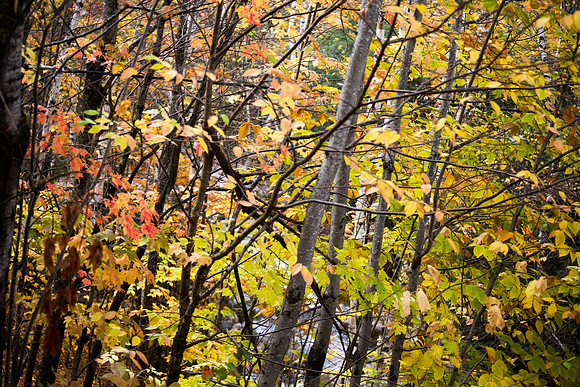 20141008 Wed 3 NH Conway 8T5A5235