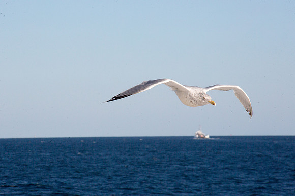20141005 Sun 1 MA Martha's Vineyard 8T5A4052