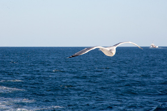 20141005 Sun 1 MA Martha's Vineyard 8T5A4050