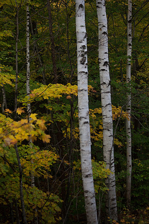20141008 Wed 3 NH Conway 8T5A5130