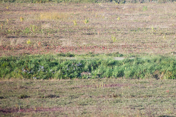 20141005 Sun 2 MA Cranberry Bog 8T5A4173
