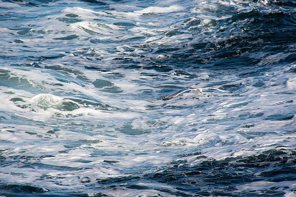 20141005 Sun 1 MA Martha's Vineyard 8T5A4110