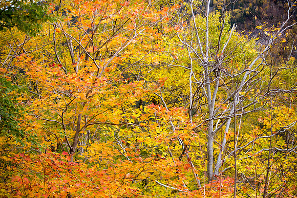 20141008 Wed 3 NH Conway 8T5A5330