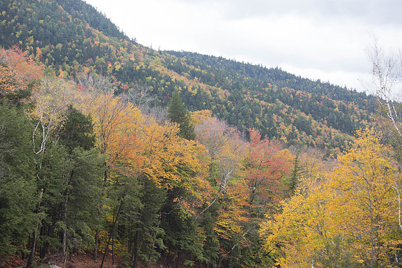 20141008 Wed 3 NH Conway 8T5A5066