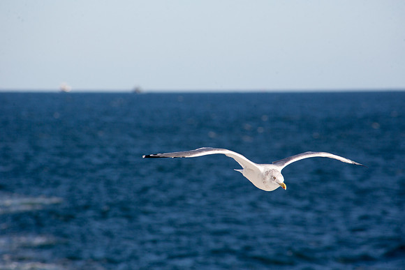 20141005 Sun 1 MA Martha's Vineyard 8T5A4130