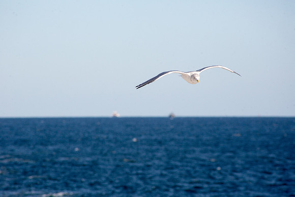 20141005 Sun 1 MA Martha's Vineyard 8T5A4124