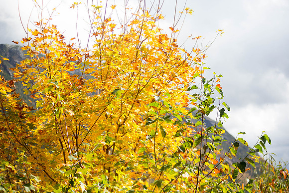 20141008 Wed 3 NH Conway 8T5A5303