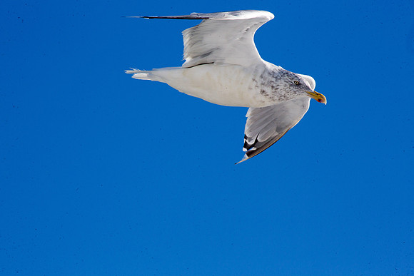 20141005 Sun 1 MA Martha's Vineyard 8T5A4063
