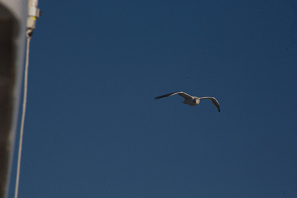 20141005 Sun 1 MA Martha's Vineyard 8T5A4085