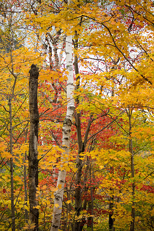 20141008 Wed 3 NH Conway 8T5A5248