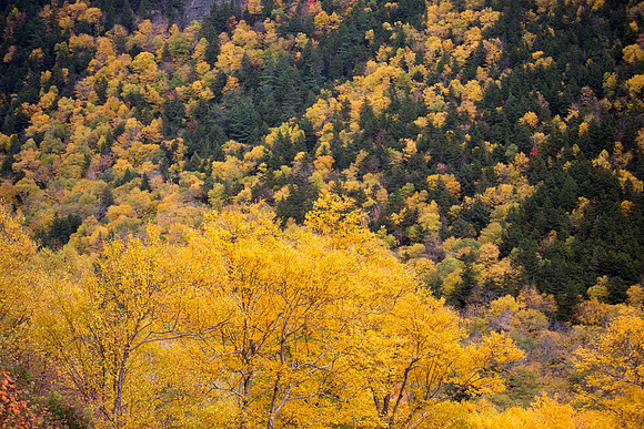 20141008 Wed 3 NH Conway 8T5A5385
