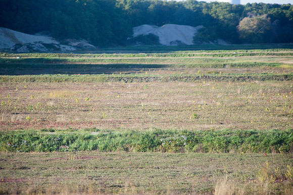 20141005 Sun 2 MA Cranberry Bog 8T5A4174