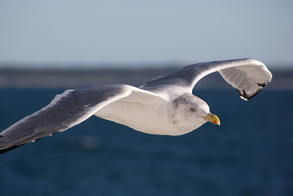 20141005 Sun 1 MA Martha's Vineyard 8T5A4137