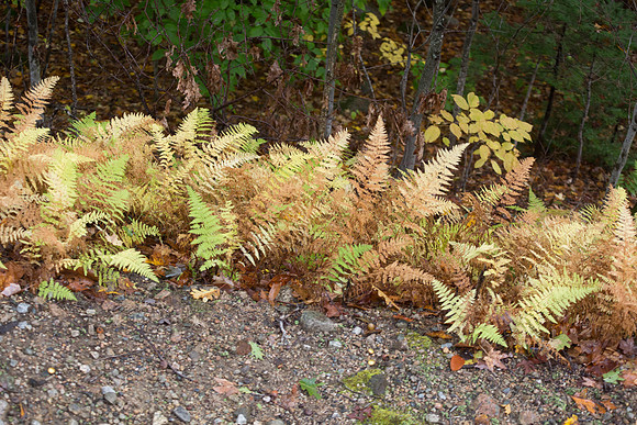 20141008 Wed 3 NH Conway 8T5A5124