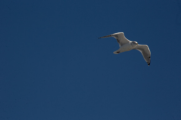 20141005 Sun 1 MA Martha's Vineyard 8T5A4092