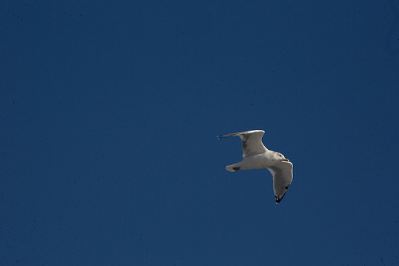 20141005 Sun 1 MA Martha's Vineyard 8T5A4095