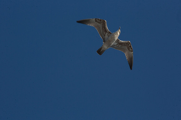 20141005 Sun 1 MA Martha's Vineyard 8T5A4075