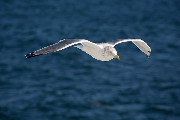 20141005 Sun 1 MA Martha's Vineyard 8T5A4136