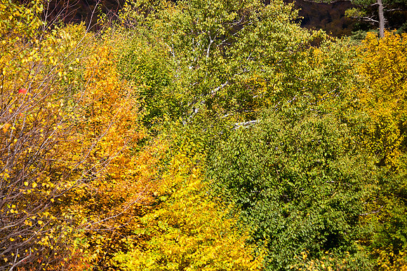 20141008 Wed 3 NH Conway 8T5A5294