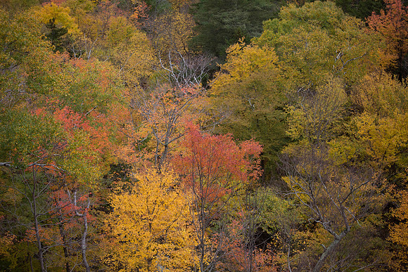 20141008 Wed 3 NH Conway 8T5A5360
