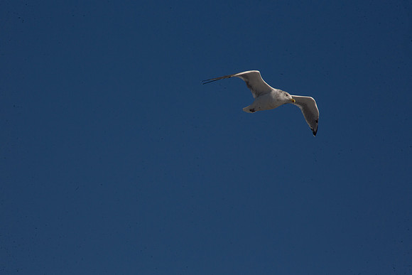 20141005 Sun 1 MA Martha's Vineyard 8T5A4089