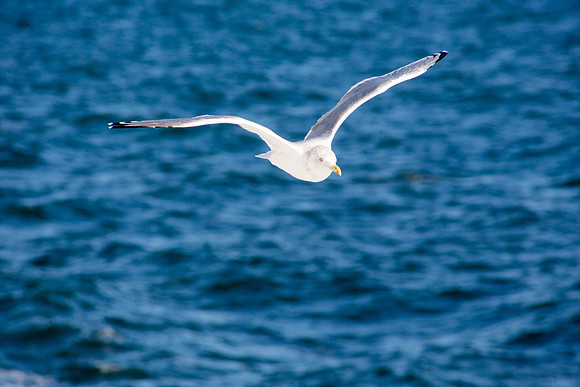 20141005 Sun 1 MA Martha's Vineyard 8T5A4132