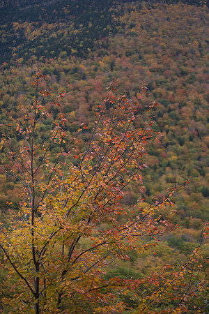 20141008 Wed 3 NH Conway 8T5A5183