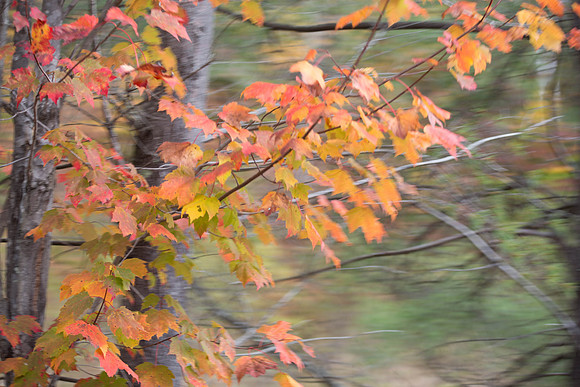 20141008 Wed 3 NH Conway 8T5A4926