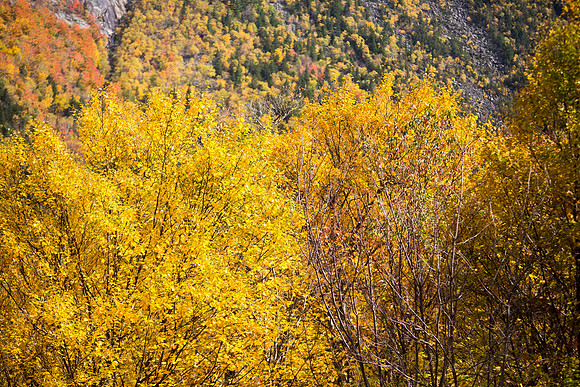 20141008 Wed 3 NH Conway 8T5A5296