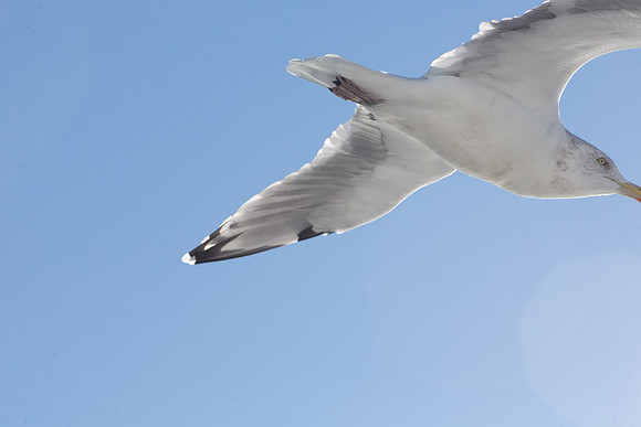 20141005 Sun 1 MA Martha's Vineyard 8T5A4140