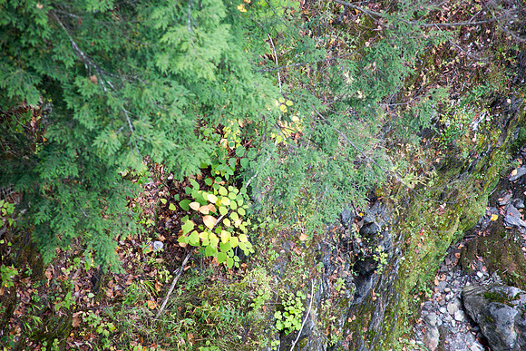 20141007 Tues 5 VT Quechee Gorge 8T5A4523