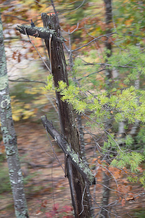 20141008 Wed 3 NH Conway 8T5A4989