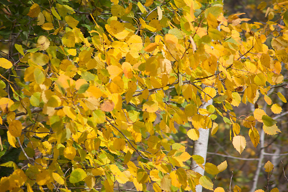 20141008 Wed 3 NH Conway 8T5A4903