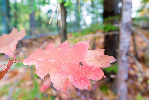 20141007 Tues 5 VT Quechee Gorge 8T5A4568