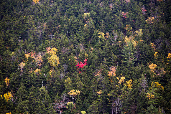 20141008 Wed 3 NH Conway 8T5A5401