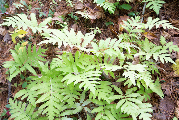 20141007 Tues 5 VT Quechee Gorge 8T5A4570