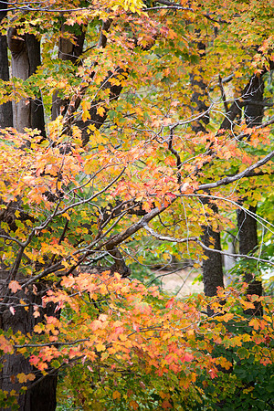 20141007 Tues 4 VT Woodstock 8T5A4458