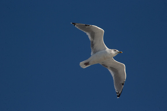 20141005 Sun 1 MA Martha's Vineyard 8T5A4101