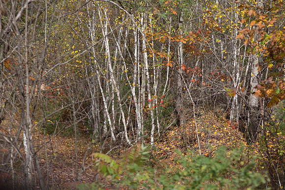 20141008 Wed 3 NH Conway 8T5A4901