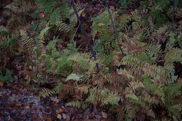 20141008 Wed 3 NH Conway 8T5A5134