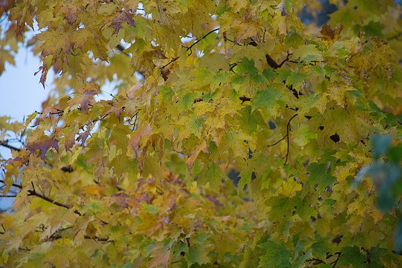 20141008 Wed 1 NH Lincoln 8T5A4710