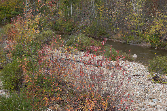 20141008 Wed 3 NH Conway 8T5A4935